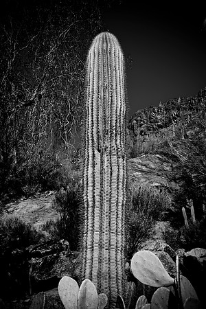 0031_DG_Cactus_Scottsdale_AZ_USA_2009_5L8Y5280