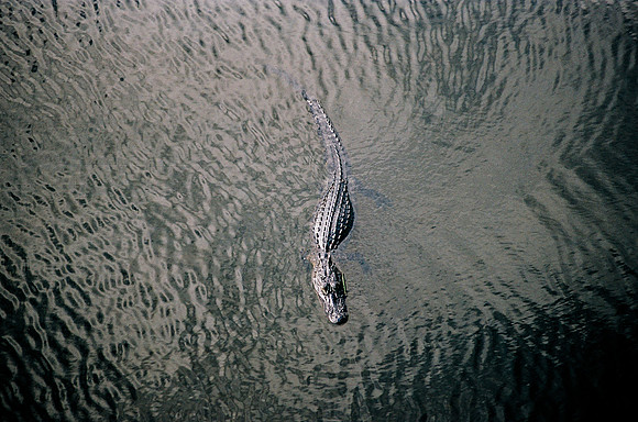 84694_EVERGLADES 33942R5__Azuley-R5-13A