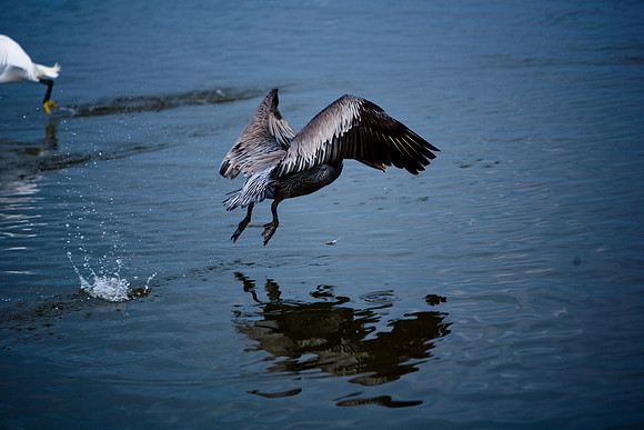 85540_ZV4N7098_Miami_To_Sanibel_Island_FL_Sanibel_FL_USA