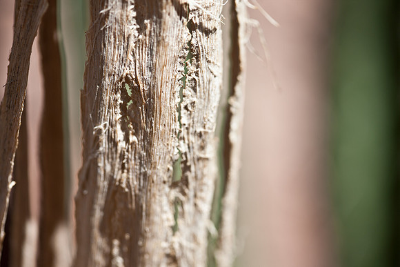0031_La_Arizona_5L8Y5626