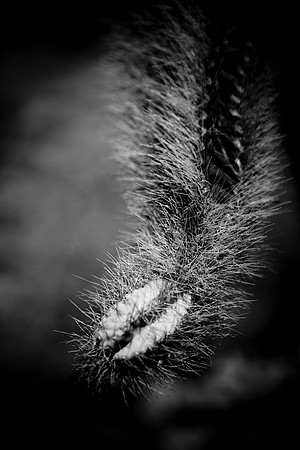 0031_La_Arizona_5L8Y5321