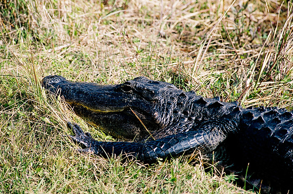 84694_EVERGLADES 33942R5__Azuley-R5-1A