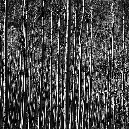 6098_FM_BW_INDEPENDENCE_CO_05_8.jpg
