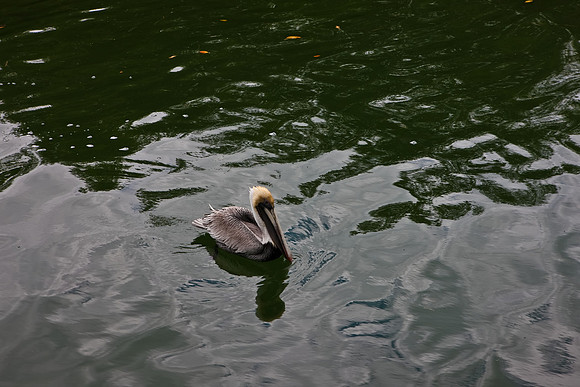 20090309_Everglades_Natasha_DA_Miami_FL_5L8Y2468