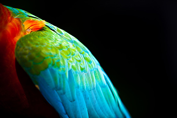 2903_DG_Island_Fisher_Birds_5l8Y_2941