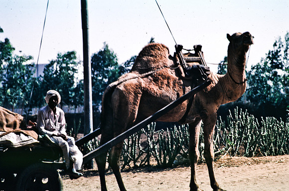 47283_SL_COLOR_INDIA_1987_16