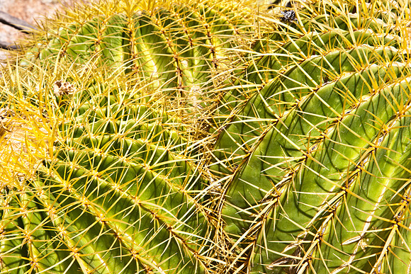 0031_La_Arizona_5L8Y5234