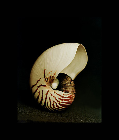 42473_Shells_C_30_40_Blk