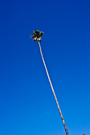 36425_DG_CALIFORNIA_USA_2007_ZV4N_4098