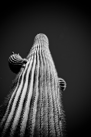 0031_La_Arizona_5L8Y5397