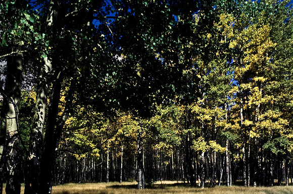 06823_B19_SL_COLOR_BISON_NAT_PARK_LAKE_LOUIS_VILLAGE_WS_97_14.jpg