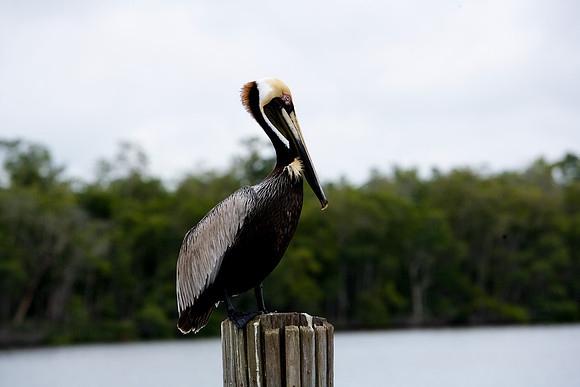 85538_20080323-ZV4N7957_Miami_To_Sanibel_Island_Florida_Everglades_FL_USA