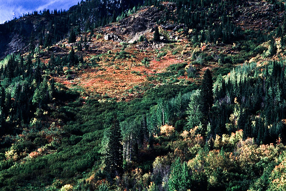 06817_B19_SL_COLOR_REVELSTOKE_TO_ROGERS_PASS_TO_GLACIER_NAT_PARK_OC_WS_97_05.jpg
