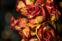 20140722_Roses_Dry_Studio_Shots_CG3P0271
