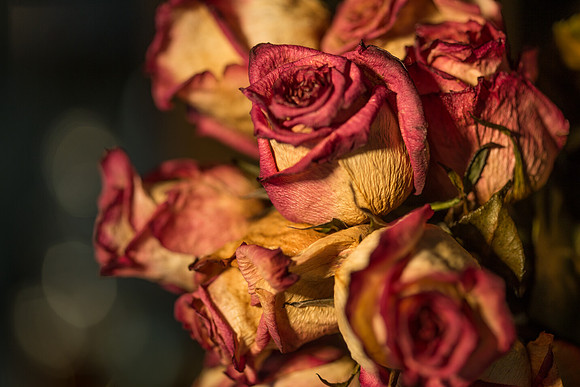 20140722_Roses_Dry_Studio_Shots_CG3P0271