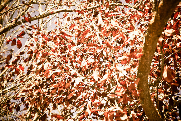 0024_DG_Yountvile_Napa_CA_USA_20095L8Y0079