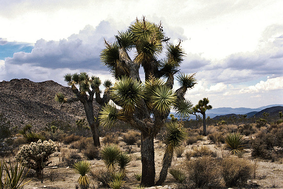 47912_B17_SL_COLOR_JOSHUA TREE_CA_97_13.jpg
