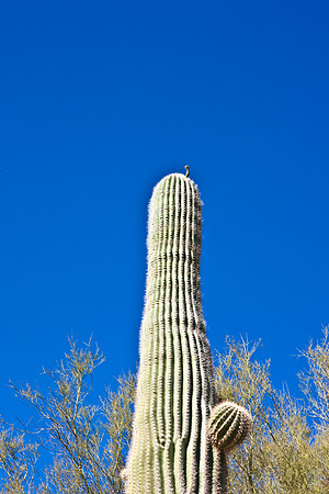 0031_La_Arizona_5L8Y5363