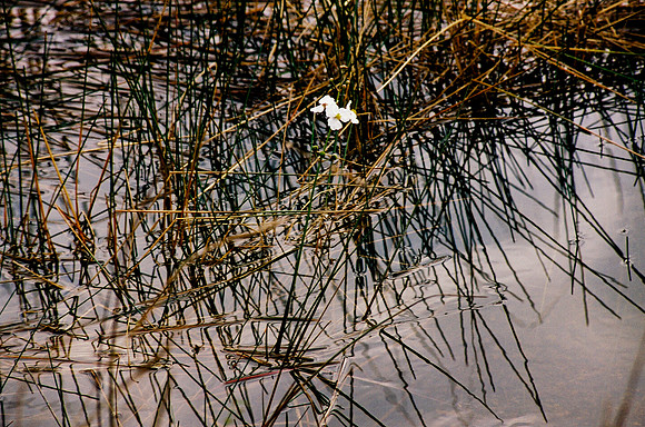 84694_EVERGLADES 33942__Azuley-R8-17