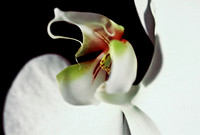 84577_SL_COLOR_WHITE_ORCHID_FL_06_26.tif