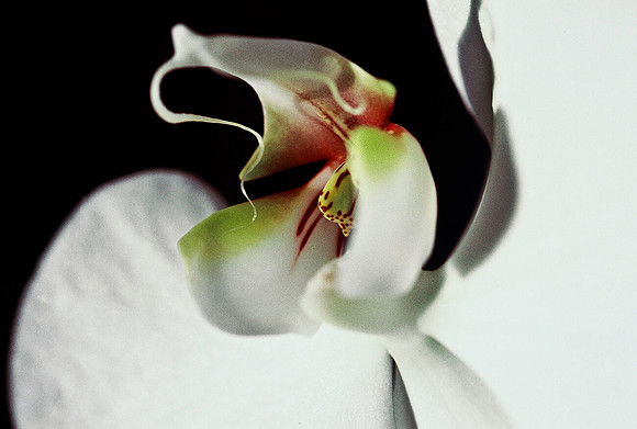 84577_SL_COLOR_WHITE_ORCHID_FL_06_26.tif