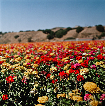 6032_COLOR_SQ_PACIFIC_HWY_AND_SLOVANG_CA_USA_05_8.jpg