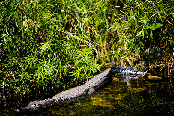 84673_ZV4N_1405_Everglades_Shark_Valley_FL_USA