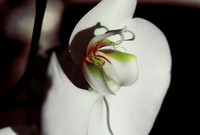 84577_SL_COLOR_WHITE_ORCHID_FL_06_14.tif