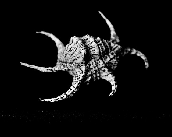 42431_FM_4X5_BW_CHIAGRA_FL_04_09.jpg