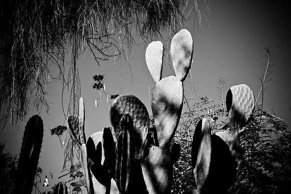 0031_La_Arizona_5L8Y5416