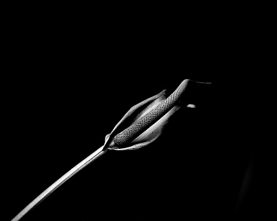 42442_FM_4X5_BW_SPATHPHYLLUM_LILLY_SHELLS_FL_04_01.jpg