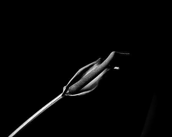 42440_FM_4X5_BW_SPATHPHYLLUM_LILLY_SHELLS_FL_04_02.jpg
