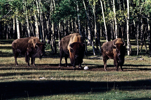 06824_B19_SL_COLOR_BISON_NAT_PARK_LAKE_LOUIS_VILLAGE_WS_97_19.jpg