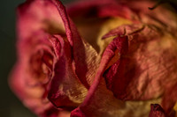 20140722_Roses_Dry_Studio_Shots_CG3P0294