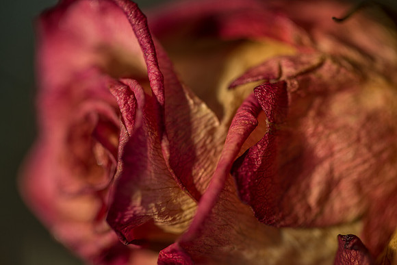 20140722_Roses_Dry_Studio_Shots_CG3P0294