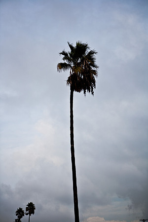 36403_DG_CALIFORNIA_USA_2007_ZV4N_9835