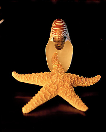 8486_3_Shells_Mix_05