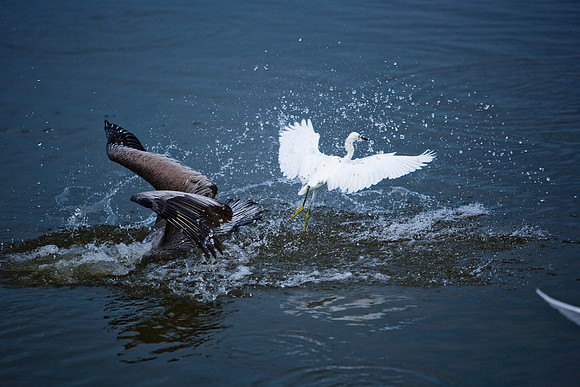85540_ZV4N7095_Miami_To_Sanibel_Island_FL_Sanibel_FL_USA