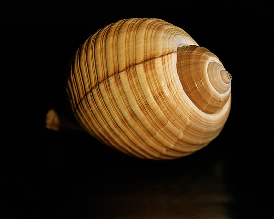 42461_Shells_B