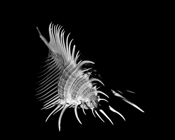 42428_FM_4X5_BW_MERUX_VENUS_COMB_FL_04_04.jpg