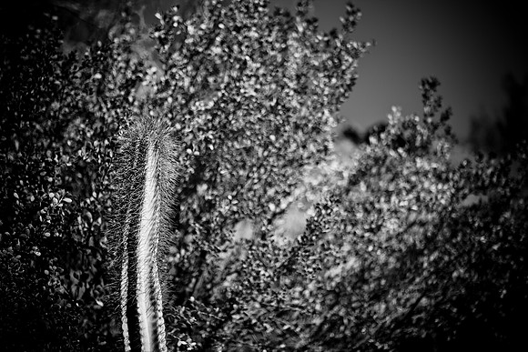 0031_La_Arizona_5L8Y5272