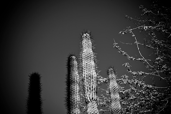 0031_La_Arizona_5L8Y5305