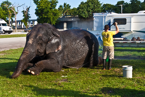 42586_Miami_Brickell_Circus_FL_20080816_IMG_3864