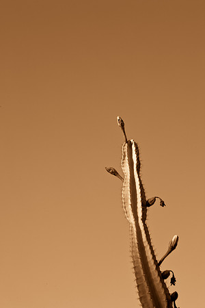 0031_La_Arizona_5L8Y5102-2