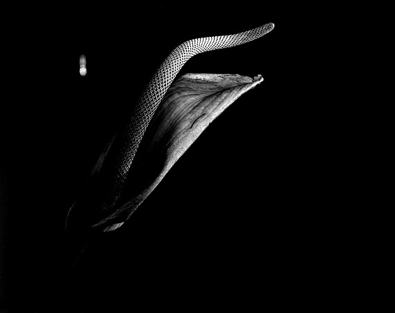 42442_FM_4X5_BW_SPATHPHYLLUM_LILLY_SHELLS_FL_04_08.jpg