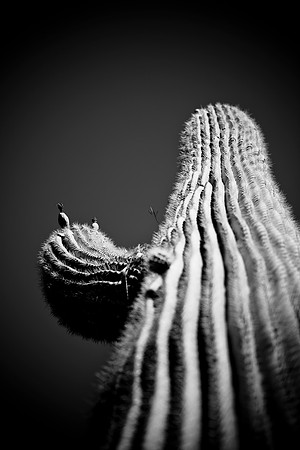 0031_La_Arizona_5L8Y5395