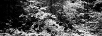 7575_FM_BW_CA_RED_WOODS_01_1.jpg