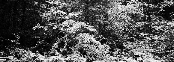 7575_FM_BW_CA_RED_WOODS_01_1.jpg