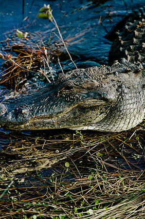 84694_EVERGLADES 33942__Azuley-R8-6