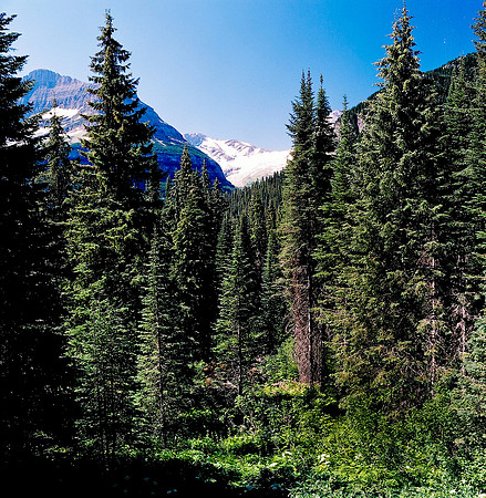 36096_6_03_COLOR_SQ_Glasier_MONTANA_03__FILM_COLOR_LR_USA_ID (5).jpg